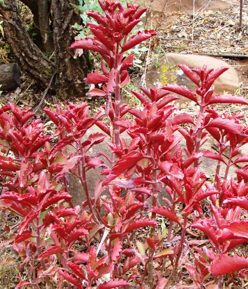 Kalanchoe rubinea; Phtographed by Ricjy Mauer